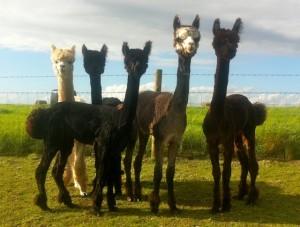 Walking with alpacas Trekking with alpacas