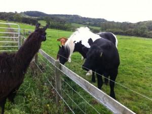 Alison getting to know GodshillGirl and the cattle, Archie & Alfie