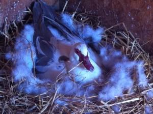 Jemima Puddleduck sitting on her eggs at Godshill Park Farm