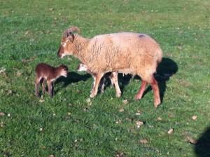 New born Castlemilk moorit lambs at Godshill Park Farm