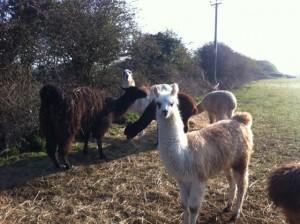 Poppy with the herd at Godshill Park Farm