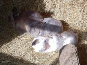 Rabbits soaking up the sun at Godshill Park Farm