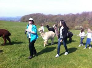 The Baker family walking with alpacas at Godshill Park Farm