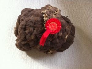 Castlemilk moorit fleece