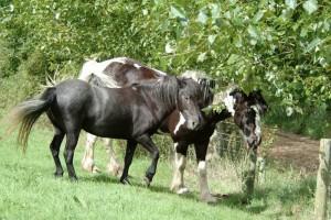 Godshill Park Farm luxury holiday accommodation