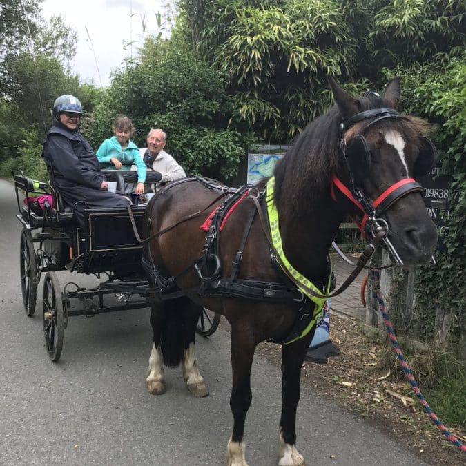 horse and carriage