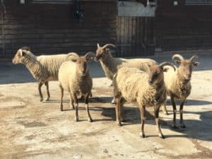 Castlemilk moorit sheep (ewes)