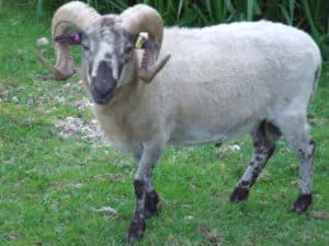 Godshill's Zebedee, a Boreray sheep ram