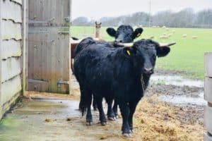 Dexter cattle at Godshill Park Farm (llama behind in the photo!)