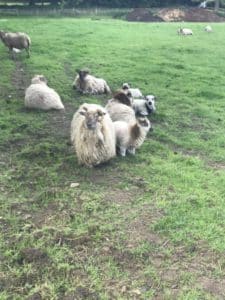 Boreray sheep ewes and lambs at rest in the field