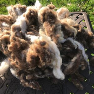 Dual coloured scoured rare breed fleece