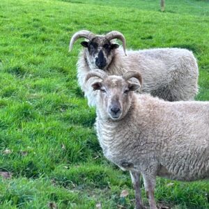 Boreray sheep fleece